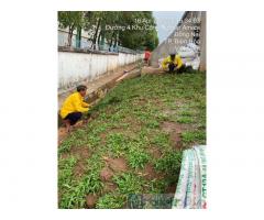 Dịch vụ chăm sóc, bảo dưỡng và cắt tỉa cây cảnh ở Hồ Chí Minh