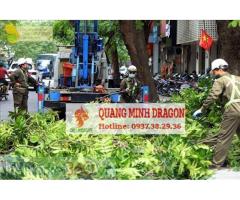 Dịch vụ chặt cây, cưa cây, đốn hạ cây ở Đồng Nai