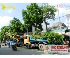 Dịch vụ chặt cây, cưa cây, đốn hạ cây ở Đồng Nai