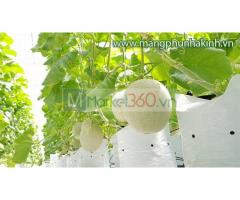 Túi trồng dưa lưới, túi pe 40x40, Túi pe 17 x 33 cm, túi nhựa trồng cây, bán túi pe trồng cây