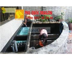 Dịch vụ chăm sóc thiết kế bảo dưỡng hồ cá koi ở Hồ Chí Minh