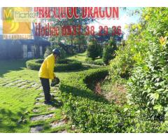 Dịch vụ chăm sóc sân vườn, bảo dưỡng sân vườn ở Đồng Nai