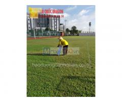 Dịch vụ cắt cỏ chuyên nghiệp giá cạnh tranh KV Đồng Nai. TPHCM