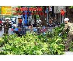 Dịch vụ chặt cây, cắt cây, đốn hạ cây xanh ở Đồng Nai