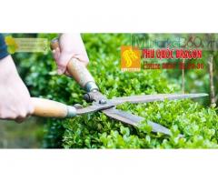 Công ty cây xanh- dịch vụ cắt cỏ - Sân vườn đẹp