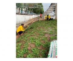 Dịch vụ trồng cỏ sân vườn đẹp ở Hồ Chí Minh