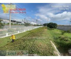 Dịch vụ cắt cỏ phát hoang ở Đồng Nai, Bình Dương, HCM