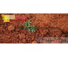 Đất màu trồng cây chất lượng KV Đồng Nai, HCM