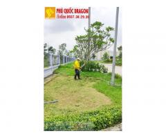 Dịch vụ cắt cỏ - dịch vụ trồng cỏ nhung cỏ lá gừng