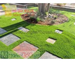 Sử dụng cỏ nhung Nhật thiết kế cảnh quan sân vườn