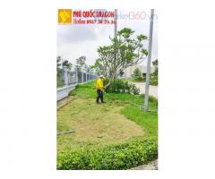 Dịch vụ cắt cỏ- công ty cây xanh