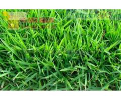 Cung cấp cỏ nhung Nhật giá rẻ ở Đồng Nai, TPHCM