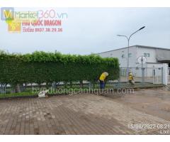 Công ty cây xanh, dv cắt c.ỏ cây cảnh ở Đồng Nai, HCM