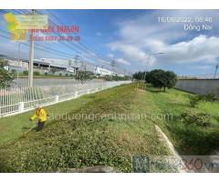 Công ty cây xanh, cắt cỏ, Đốn hạ cây xanh HCM, Đồng Nai