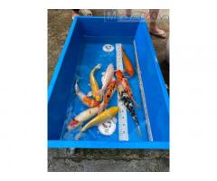 Thùng nhựa chữ nhật - tròn nuôi cá Koi - trồng rau được khách hàng ưa chuộng