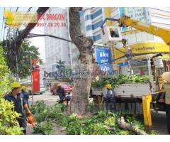 Dịch vụ chặt cây, tỉa cành nhánh ở Đồng Nai, Hcm