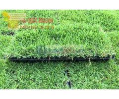 Cung cấp cỏ nhung nhật giá rẻ, chất lượng ở Đồng Nai, Hcm