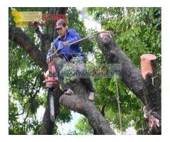Dịch vụ chặt cây xanh, tỉa cành cây ở tại Đồng Nai