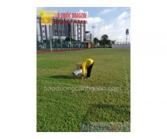 Công ty cây xanh, cắt cỏ phát hoang ở Hcm, Đồng Nai….