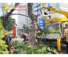 Dịch vụ chặt cây, tỉa gọn cành nhánh ở Đồng Nai, Hcm