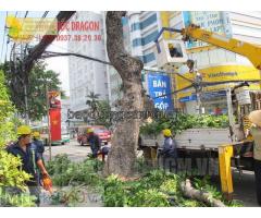 Dịch vụ chặt cây, cưa cây chuyên nghiệp ở Đồng Nai, Hcm