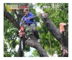 Chặt cây cắt tỉa cành nhánh mùa mưa ở Đồng Nai, Hcm
