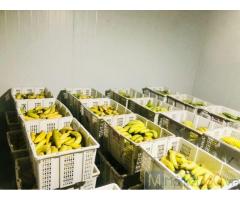 Hoàn thiện kho lạnh bảo quản chuối tại Đồng Nai