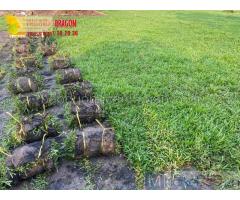 Dịch vụ trồng c.ỏ lá gừng, c.ỏ paspalum sân bóng ở Hcm, Đồng Nai