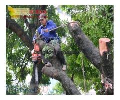 Chặt cây,đốn hạ cây xanh giá rẻ ở Đồng Nai, HCM
