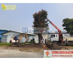 Dịch vụ chặt cây, tỉa cành ở Đồng Nai, Hcm