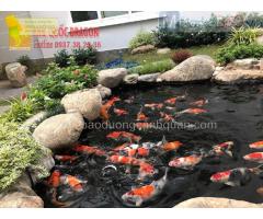 Vệ sinh hồ cá Koi, chữa bệnh cá Koi ở Hcm, Đồng Nai