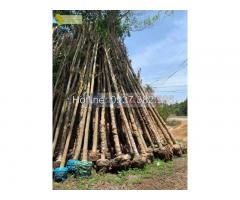 Cung cấp cây công trình, cây nội thất ở Hcm, Đồng Nai