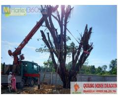 Dịch vụ bứng cây, di dời cây đô thị ở Hcm, Đồng Nai
