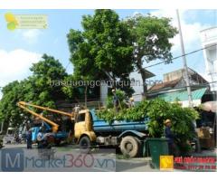 Chặt cây xanh, đốn hạ cây xanh đường phố ở Hcm, Đồng Nai