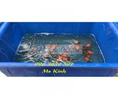 Thùng nhựa nuôi cá Koi 2000 lít, tank nhựa, bể nhựa lớn, thùng nhựa kích thước lớn
