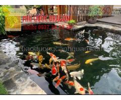 Vệ sinh hồ cá Koi, chữa bệnh cá Koi ở Đồng Nai, Hcm