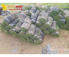 Mua cỏ lá gừng giá tốt chất lượng ở Hcm, Đồng Nai, Long An