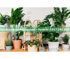 Cung cấp, Cho thuê cây xanh, cây nội thất ở TPHCM, Đồng Nai
