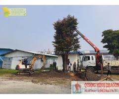 Dịch vụ chặt cây xanh, tỉa cành cây lớn ở Đồng Nai, Hcm