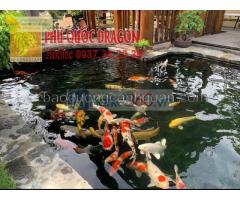 Thi công hồ cá Koi chuyên nghiệp ở Đồng Nai, HCM....
