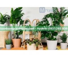 Cho thuê cây xanh, cây nội thất ở TPHCM, Đồng Nai