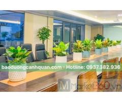 Cung cấp và cho thuê cây nội thất ở TPHCM, Đồng Nai