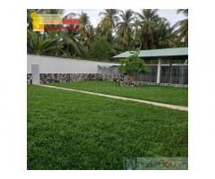 C.ỏ nhung Nhật, cỏ sân vườn trồng thảm ở Đồng Nai, HCM