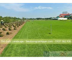 C.ỏ nhung Nhật, cỏ lá gừng sân vườn số lượng ở Đồng Nai, HCM