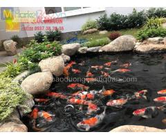Thi công sân vườn đẹp, hồ cá Koi ở Đồng Nai, HCM, BRVT