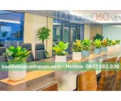 Cung cấp, cho thuê cây xanh văn phòng ở HCM, Đồng Nai, BRVT.
