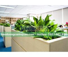 Cung cấp, cho thuê cây xanh văn phòng ở HCM, Đồng Nai, BRVT.