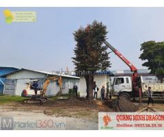 Khi nào thì cần đến Dịch vụ di dời cây xanh, cắt tỉa cành ở Đồng Nai, HCM