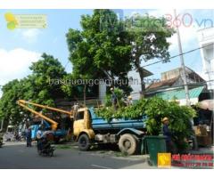 Dịch vụ chặt cây xanh, bứng cây ở Đồng Nai, HCM