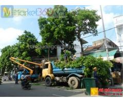 Dịch vụ bứng cây xanh, cắt tỉa cây cảnh ở Đồng Nai, HCM